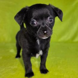 Prince Eric - Black male Chihuahua puppy in West New York, New Jersey from Pixie’s Magical Puppies