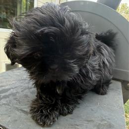 Luke - Black male Shih Tzu puppy in Covington, Georgia from Top Hats 2  Shih Tzu’s