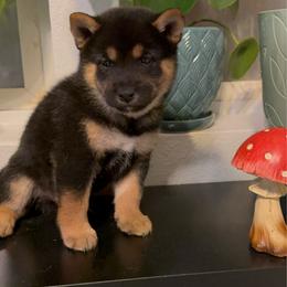 Chip - Black and tan male Shiba Inu puppy in Las Vegas, Nevada from GBs Shiba Inu's