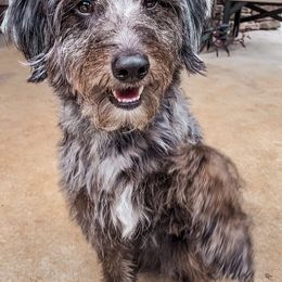 Aussiedoodles and Double Doodles from Melrose Mountain Farm