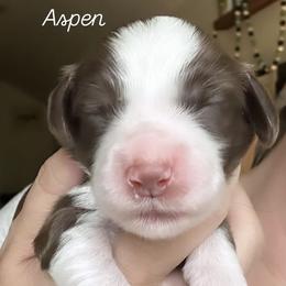 Aspen - Chocolate female Australian Labradoodle puppy in Chuluota, Florida from Delano Australian Labradoodles