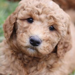 Australian Labradoodles from Labradoodledoo