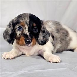 Sterling - Dapple male Dachshund puppy in Arthur, Illinois from Dachs and Poms