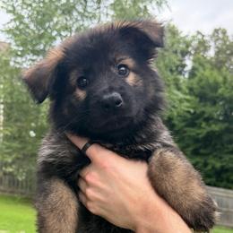Yellow - Sable female German Shepherd puppy in Tennessee from Chattanooga Tn German Shepherds