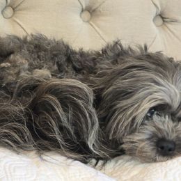 Selina - Shihpoo