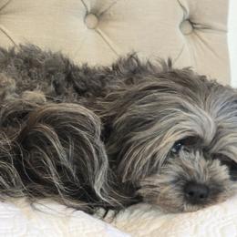 Selina - Shihpoo