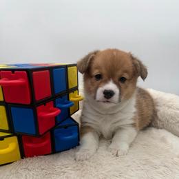 Julia - Red female Pembroke Welsh Corgi puppy in Minooka, Illinois from Lucky J Corgis