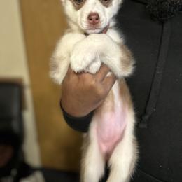 Siberian Husky Puppies from Feazell’s Siberian Huskies