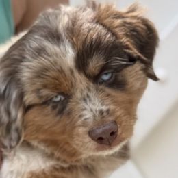 Miniature Australian Shepherds from Wiggle Bum Ranch