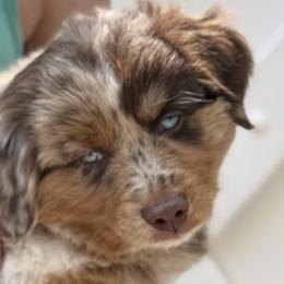 Miniature Australian Shepherds from Wiggle Bum Ranch