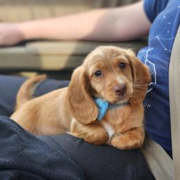AKC Meet Red :) - Red male Dachshund puppy in Centerville, Iowa from Barnyard Dachshunds, Dals & Doodles