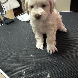 Zoey - Wheaten female Miniature Schnauzer puppy in Orlando, Florida from AOK SCHNAUZERS - Central Florida Miniature Schnauzers