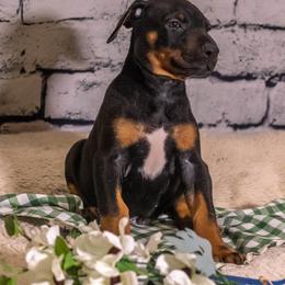 Blue Boy - Black and rust male Doberman Pinscher puppy in Shelby, North Carolina from IronBee Dobermans