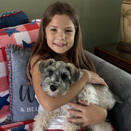 Miniature Schnauzer puppies from Cutie Shihtzu, Miniature Schnauzer