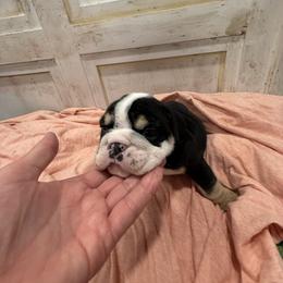 Bulldog Puppies from Bulldog's 4 Brothers
