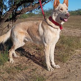 Ross - White male German Shepherd puppy in Cochise, Arizona from Freiheit Von Himmel  Shepherds