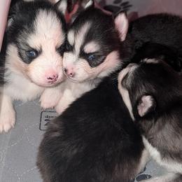 Stavro - Black and white male Pomsky puppy in Hurleyville, New York from My Crazy Pomskys