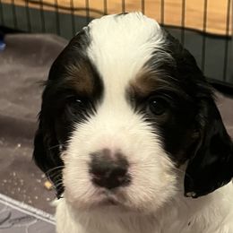 English Springer Spaniels from Wyoming Springer Spaniels