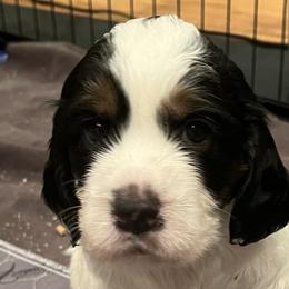 English Springer Spaniels from Wyoming Springer Spaniels