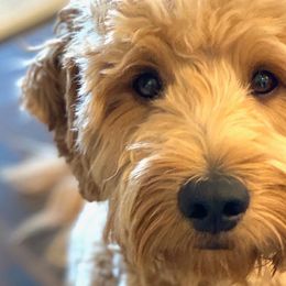 Goldendoodles from Goldendoodle AZ