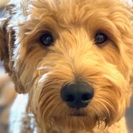 Goldendoodles from Goldendoodle AZ