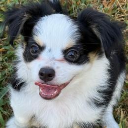 Tux - Black and white male Chihuahua puppy in Tyler, Texas from Fancy Pants Chihuahua’s