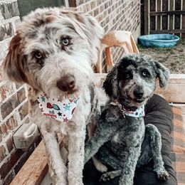 Aussiedoodles and Goldendoodles from Mackedoodles