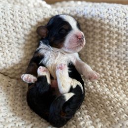 Dillon (Beach) - Tri-color male Bernedoodle puppy in Modesto, California from Central Valley Canine Companions