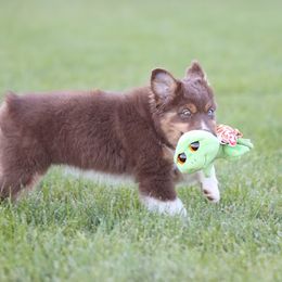 Miniature American Shepherd Puppies from Azure Sky Minis