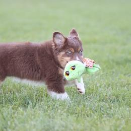 Miniature American Shepherd Puppies from Azure Sky Minis