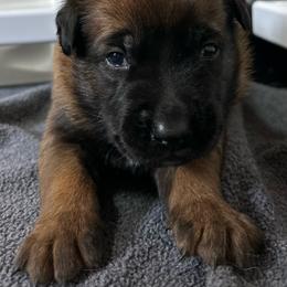 Green - Fawn sable male Belgian Malinois puppy in Ellerbe, North Carolina from Grand Prix Kennel