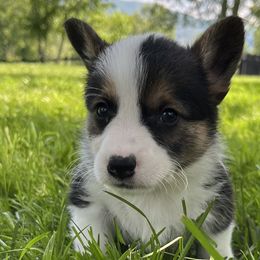 Rosemary ($1,500) - Black and tan Pembroke Welsh Corgi puppy in Blue Ridge, Georgia from My Shepherd’s Dream Farm Corgis