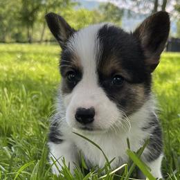 Rosemary ($1,500) - Black and tan Pembroke Welsh Corgi puppy in Blue Ridge, Georgia from My Shepherd’s Dream Farm Corgis
