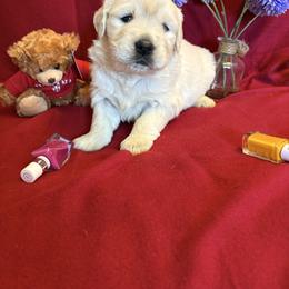 Bougie - Light golden female Golden Retriever puppy in Grant County, Indiana from On The Sunny Side Pavey Farms