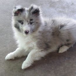Shetland Sheepdog Puppies from Puppy Contract
