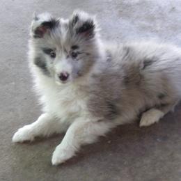 Shetland Sheepdog Puppies from Puppy Contract