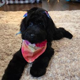 Tillie - Cockapoo