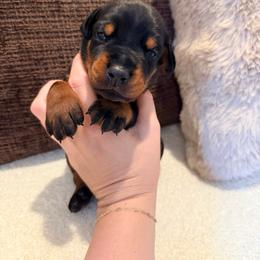 Black Male 1 - Black and rust male Doberman Pinscher puppy in Wirtz, Virginia from Ludic Kennels