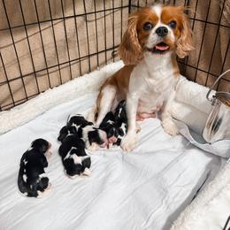 Jasper - Tri-color male Cavalier King Charles Spaniel puppy in Lula, Georgia from Cavaliers by Crumley