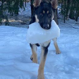 German Shepherd Puppies from Levesques German Shepherds