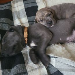 Great Dane Puppies from Grant’s Gorgeous Greats