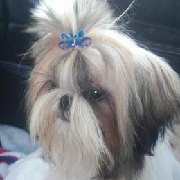 Bailey - Shih Tzu