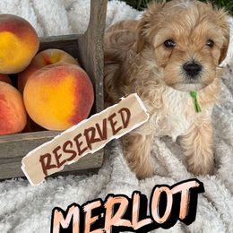 Merlot - Apricot male Cavapoo puppy in South Jordan, Utah from Diamond Companions