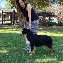 Australian Shepherd All Grown Up from Laura's Aussies