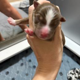 Kennedy - Red tri female Miniature Australian Shepherd puppy in Lacombe, Louisiana from Indigo River Aussies
