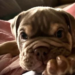 Bulldog and French Bulldog Puppies from JuneBug Bullies