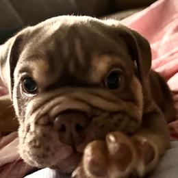 Bulldog and French Bulldog Puppies from JuneBug Bullies