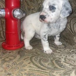 Dalmatian Puppies from Clarks 101 Dalmatians