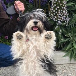 Havanese and Havapoos from MCCD