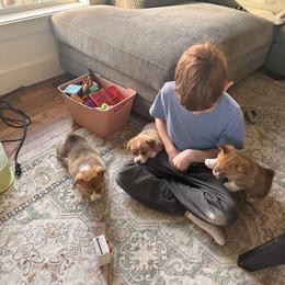 Pembroke Welsh Corgi Puppies from Hansen Corgis